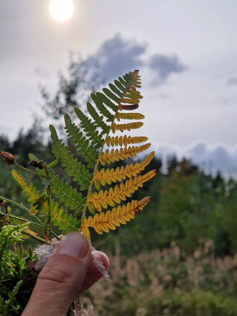 20240913_165532-768x1024.jpg